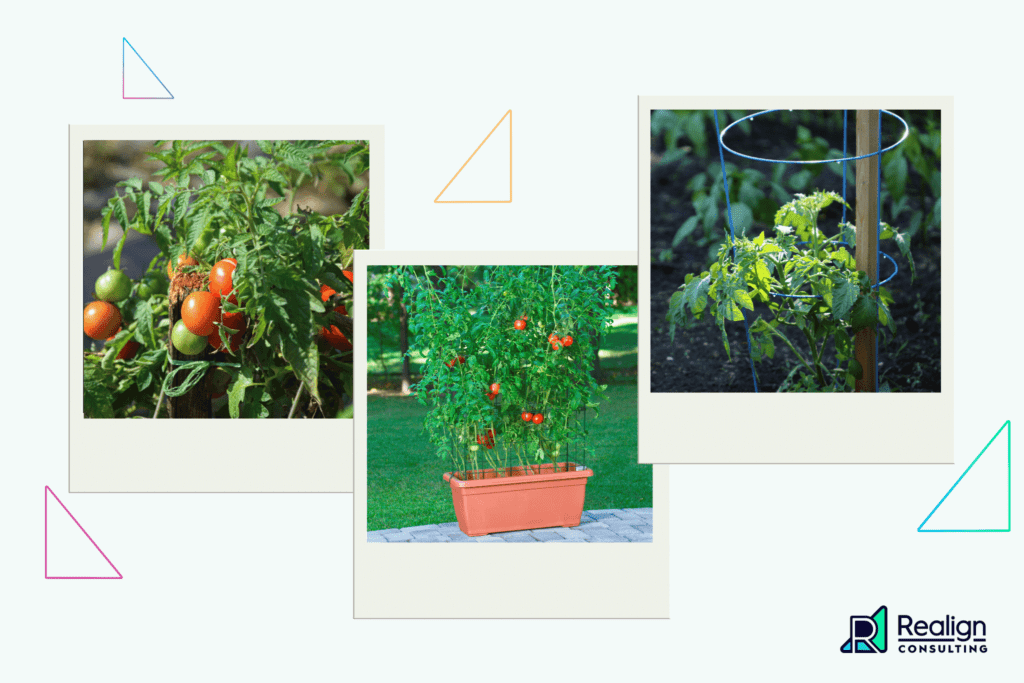 3 examples of tomato plants supporting by trellises